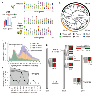 我室在茶樹基因組研究領域取得重要新突破，助力茶葉科學基礎研究與產業發展