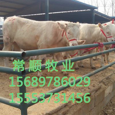 嘉祥縣嘉祥鎮(zhèn)家才經(jīng)銷點 優(yōu)質(zhì)牛種與特種養(yǎng)殖動物供應(yīng)專家