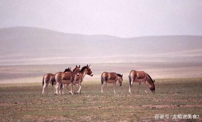 農(nóng)村養(yǎng)殖家畜致富的關(guān)鍵因素