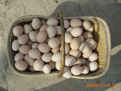 優(yōu)質(zhì)散養(yǎng)雞蛋 天然健康的營養(yǎng)選擇