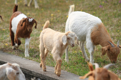 羊群的水邊牧歌 生態(tài)與經(jīng)濟雙贏的自然畫卷