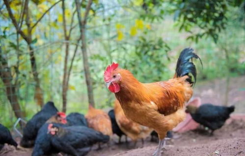 伴侶動物與食用動物的界限 論禁食犬只的合理性與挑戰(zhàn)