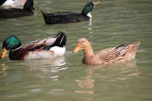 百色三款家禽家畜產品榮登2023年首批全國名特優(yōu)新農產品名錄