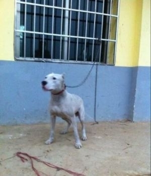 純種杜高犬的和諧守護(hù)者 一歲公犬的優(yōu)良品性與家庭適應(yīng)性