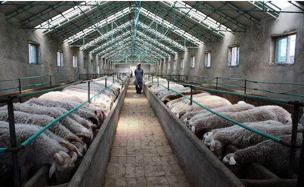 羊群如云 養(yǎng)羊場攝影中的家禽家畜美學(xué)