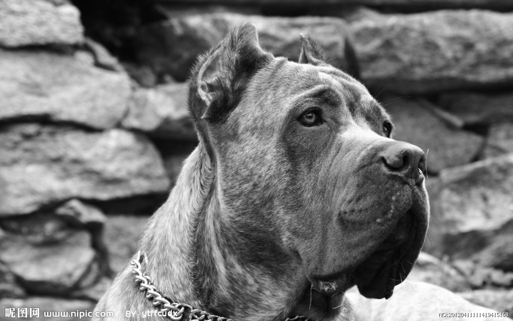 癩皮狗 鏡頭下的別樣生靈，家畜世界的獨(dú)特身影