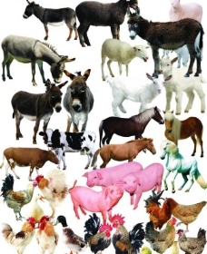 家畜與家禽 人類文明中的忠實(shí)伙伴